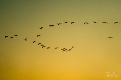 Bosque del Apache