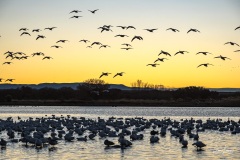 Bosque del Apache